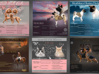 Flyer Design Project for Pet breeders