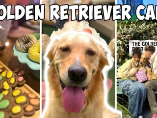 This Golden Retriever Cafe Will Melt Your Heart - YouTube
