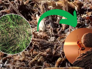 Do Ants Eat Grass Seeds & How Do They Affect The Lawn?
