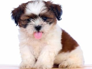 The Complete Guide to Shih Tzus