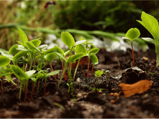 How Plants Absorb Nutrients - Global Garden