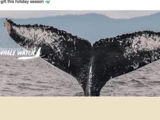 Sailing Into Success: Email Marketing for  Whale Watching 