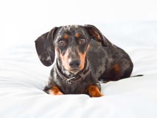 Maltese Dachshund Mix | Keyword Optimized Page