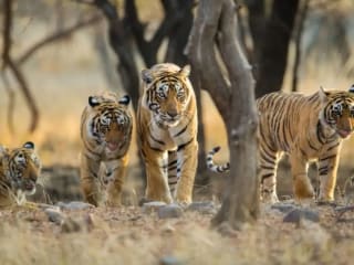 Top 10 Surprising Bengal Tiger Facts!