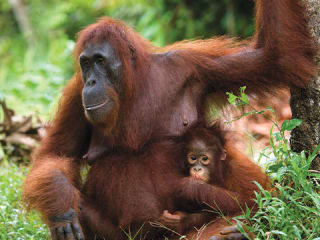 The Endangered Population of Orangutan