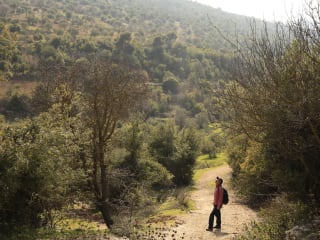 To Resurrect Jordan’s Lost Forests, Plant a Seed in Hearts and …