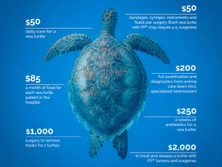 Your Money Saves Sea Turtles Infographic