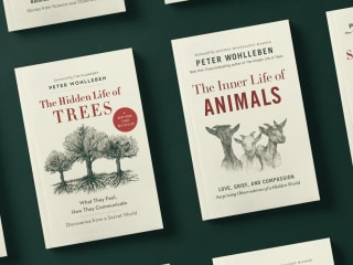 Illustrations + Cover Art for a NYT's Bestselling Trilogy