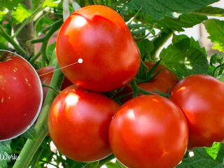 White Spots On Tomatoes: 4 Possible Causes & Are They Safe To E…