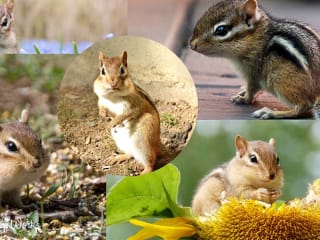 How To Keep Chipmunks Out Of Potted Plants In 10 Ways?