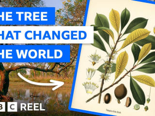 Explainer on the tree that revolutionised global communication