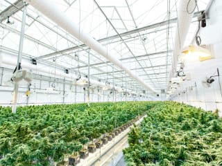 Pacific Stone Growing Practices article