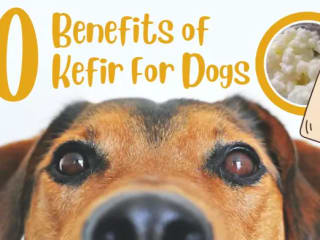 10 Benefits of Kefir For Dogs | Growing Kombucha