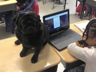 “Booker T. Pug” Inspires Confidence & Reading Comprehension