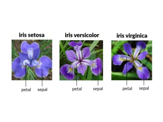 Iris-Flower Classification | Machine Learning
