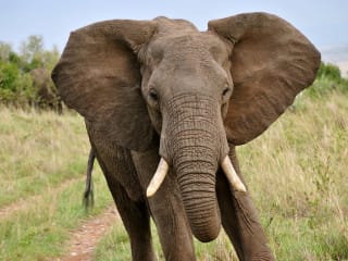 Do Elephants Have Good Memory?