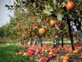 Fruit Harmony: Maximizing Orchard Yield with Pollinator Partners