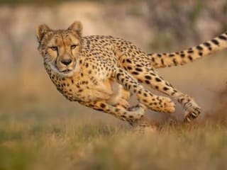 YouTube script: Exploring the world of fastest animal