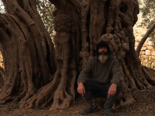 In Palestine, Protecting One of the World’s Oldest Olive Trees …