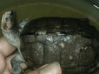 Why is My Turtle Head Twitching? Is it Normal? - Clever Pet Own…