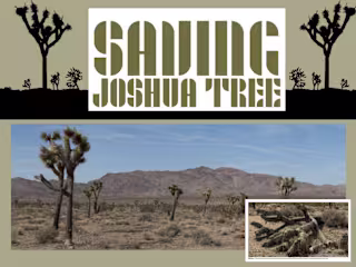 Saving Joshua Tree: Pursuit Magazine article