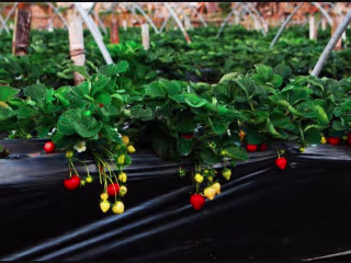 How Sustainable Farming Affects the Farmer and the Consumer
