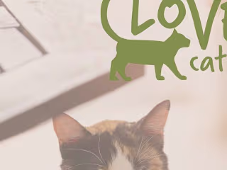 Clover Cat Cafe