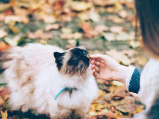Pet Nutrition Goes to the Next-Level