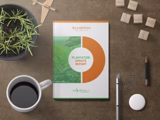 Report Design