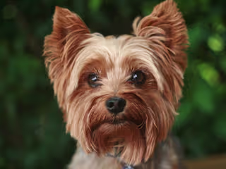 Top 5 Dogs that Don't Shed