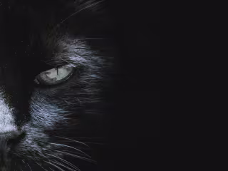 A Feline's Epic Portrait