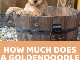 How Much Does A Goldendoodle Cost? Pricing Factors and Ongoing …