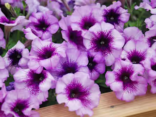 All About Petunias! - Tuxedo Yard Care