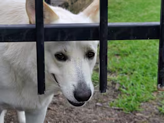 Pet Insurance: The world of Third Party Liability