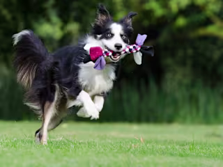 Wagging Tails Pet Resort
