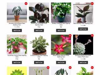 The Affordable Organic Store - Plantation Ecommerce