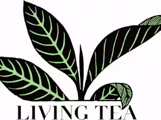 Rare and Living Teas, Fine Pots and Wares, A Space to Be Brewed