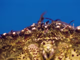 Macro on the Beach