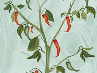 Chillie Re-Launch | GOOD EARTH | 2022