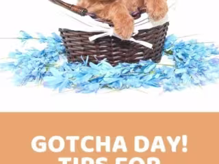 Gotcha Day: Tips For Bringing Home A New Puppy - Doodle Doods