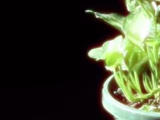 Bloom documentary 