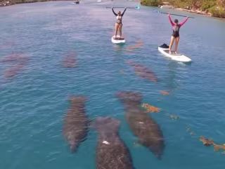 Manatee Magic