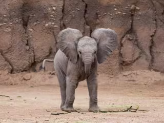 Elephants of Kilimanjaro Documentary Clip