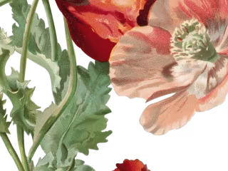 Blooming Set 