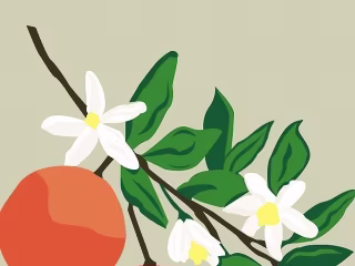 "L'Orange" Illustration and Pattern
