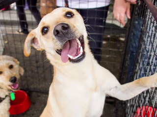 Should I Get A Dog? 8 Things To Consider Before You Bring One H…