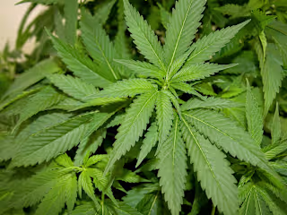Why Experts Say The Federal Legalization Of Cannabis Could Mean…