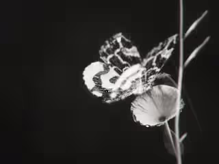 Moth