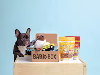 From a Scrappy Startup to a Multi-Million Dollar Brand