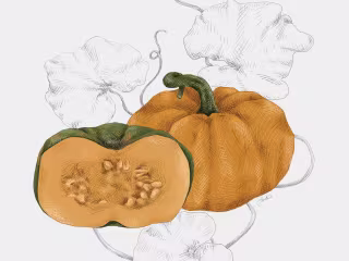 Illustrations: Harvest